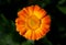 Image opened flower of calendula on a green background