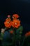 Image of an orange Florist Kalanchoe flower in the dark background