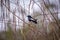 Image of Oriental magpie robin Copsychus saularis on a tree branch on white background. Birds. Animal