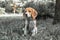 Image with original color reproduction, stylized faded retro postcard. A thoughtful Beagle puppy on a walk in a city park. Portrai