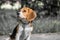 Image with original color reproduction, stylized faded retro postcard. A thoughtful Beagle puppy on a walk in a city park. Portrai