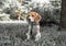 Image with original color reproduction, stylized faded retro postcard. A thoughtful Beagle puppy on a walk in a city park. Portrai