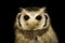 Image of an owl on black background. Birds. Wild Animals