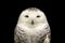 Image of an owl on black background. Birds. Wild Animals