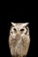 Image of an owl on black background. Birds. Wild Animals