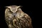 Image of an owl on black background. Birds. Wild Animals