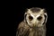 Image of an owl on black background. Birds. Wild Animals