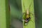 Image of oxyopidae spider going to eat fly on green leaves.