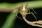 Image of Oxyopidae Spider Java Lynx Spider
