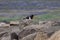 Image of oystercatchers along the coast of iceland