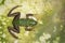 Image of paddy field green frog or Green Paddy Frog Rana erythraea on the floor. Amphibian. Animal