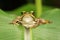 Image of paddy field green frog or Green Paddy Frog Rana erythraea on the green leaf. Amphibian. Animal