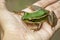 Image of paddy field green frog or Green Paddy Frog Rana erythraea on hand. Amphibian. Animal