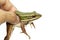 Image of paddy field green frog or Green Paddy Frog Rana erythraea on a white background. Amphibian. Animal