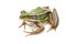 Image of paddy field green frog or Green Paddy Frog Rana erythraea on a white background. Amphibian. Animal