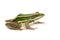 Image of paddy field green frog or Green Paddy Frog Rana erythraea on a white background. Amphibian. Animal