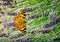 This is an image of the Painted lady butterfly, Vanessa Cynthia cardui or simply Vanessa cardui, feeding nectaring on lavender