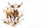 Image of painting brown cow running on white background. Farm animals. Illustration, Generative AI