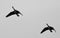 Image of a pair of Canada geese flying in the sky