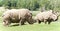 Image of a pair of rhinoceroses eating the grass