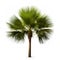 Image of palmetto tree on white background. Illustration, Generative AI