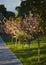 image of a park with an alley of pink flowering sakura trees. spring landscape. Path with young saplings of sakura trees