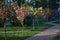 image of a park with an alley of pink flowering sakura trees. spring landscape. Path with young saplings of sakura trees