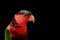 Image of parrot on black background. Birds. Wild Animals