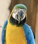 Image of a parrot with blue and yellow plumage and a curved beak,