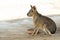 Image of a patagonian mara Cavy.