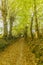 Image of a pathway through the forest in a magic sunny day