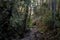 Image of a pathway trail in Cusco Peru.