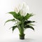 Image of peace lily flower on white background. Flowers., Nature