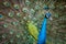 Image of a peacock showing its beautiful feathers.