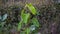 An image of a peepal, Ficus religiosa  tree