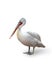 Image of pelican, bird isolated over white background. Nature protection