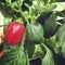 Image of peppers growing in a greenhouse