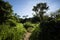 Image of Peruvian rain forest. Tropical vegetation in Amazon jungle.