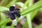 Image of Pied Paddy Skimmer Dragonfly.