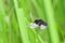 Image of Pied Paddy Skimmer Dragonfly.