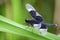 Image of Pied Paddy Skimmer Dragonfly.