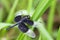 Image of Pied Paddy Skimmer Dragonfly.