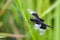 Image of Pied Paddy Skimmer Dragonfly.