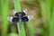 Image of Pied Paddy Skimmer Dragonfly & x28;Neurothemis Tullia& x29;