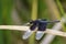 Image of Pied Paddy Skimmer Dragonfly & x28;Neurothemis Tullia& x29;