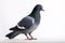 Image of pigeon standing on white background. Wildlife Animals. Illustration. Generative AI