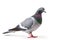 Image of pigeon standing on white background. Wildlife Animals. Illustration. Generative AI