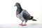 Image of pigeon standing on white background. Wildlife Animals. Illustration. Generative AI