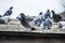 Image of pigeons