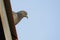 Image of a pigeons on the roof. Bird, Animal